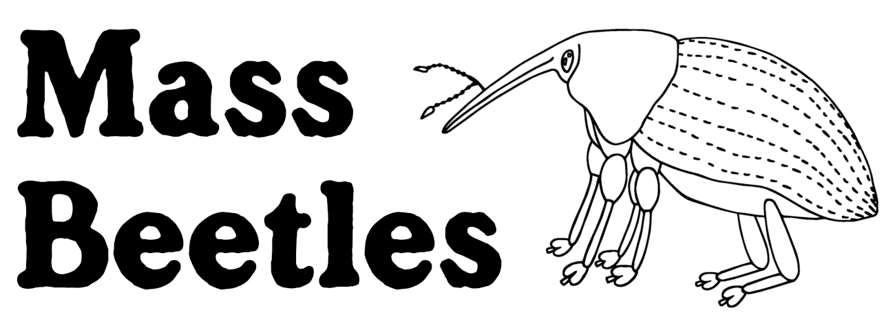 MassBeetles logo